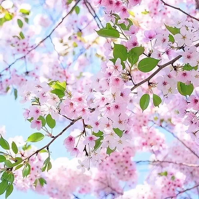 花信