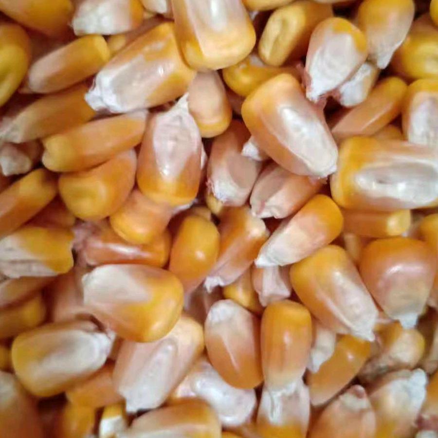 胡晓兰批发玉米豆粕麸皮135945449
