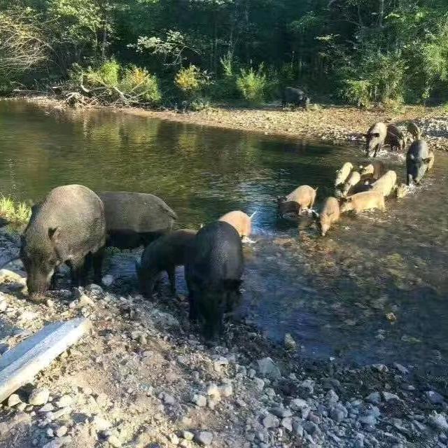 东北特产礼品店