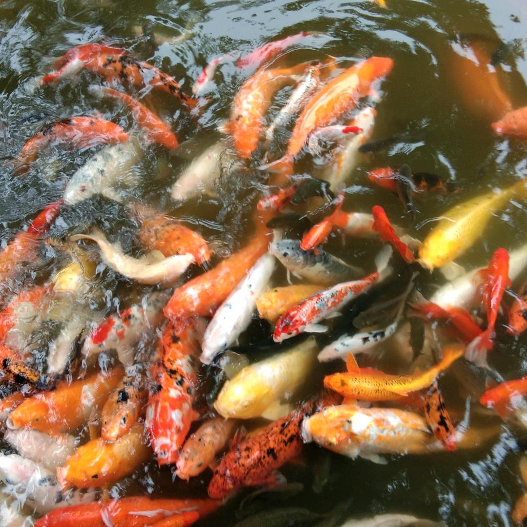 寒江孤影，江湖故人。