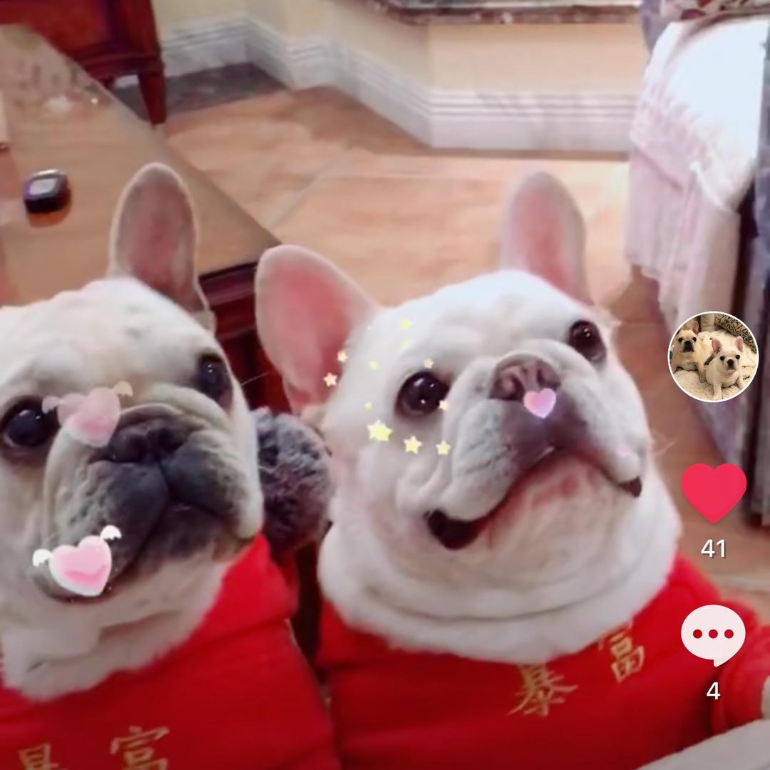 🐶小六小七😘