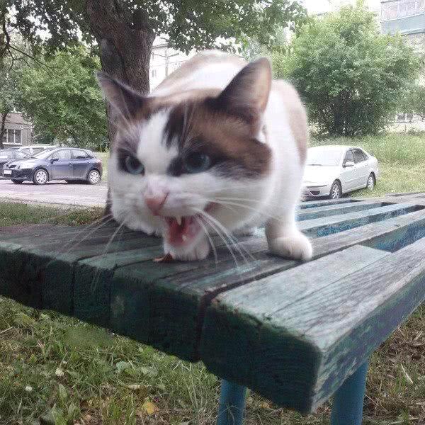 不能没有喵喵喵