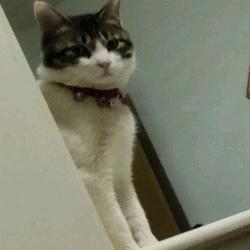 被猫🐱嫌弃的铲屎官