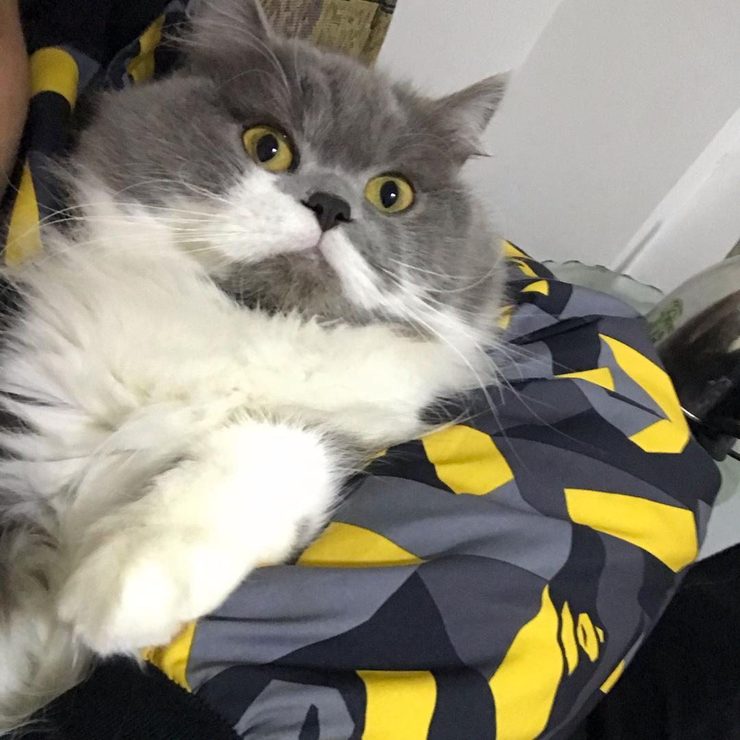 会飞的小肥