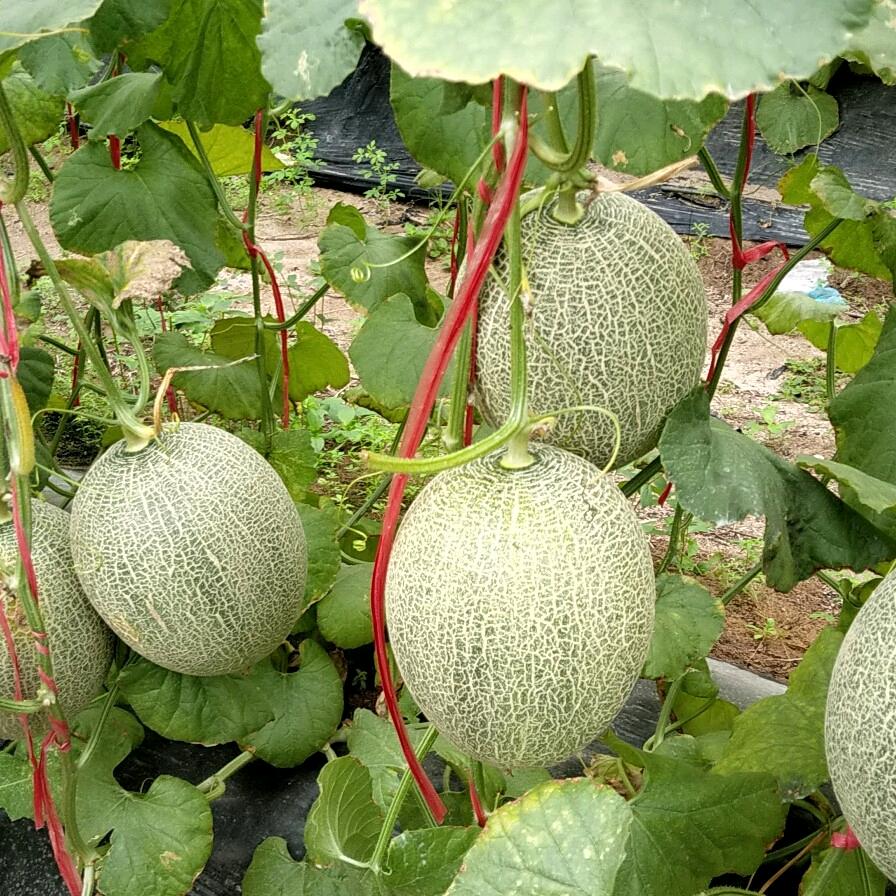 0791巜哈密瓜王》