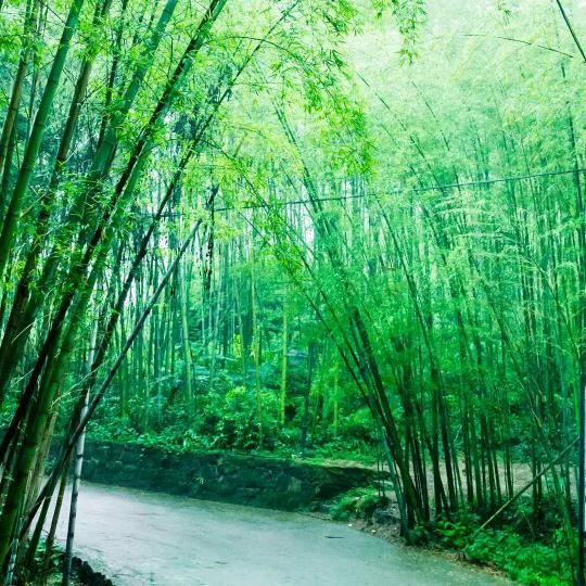 黑哥
