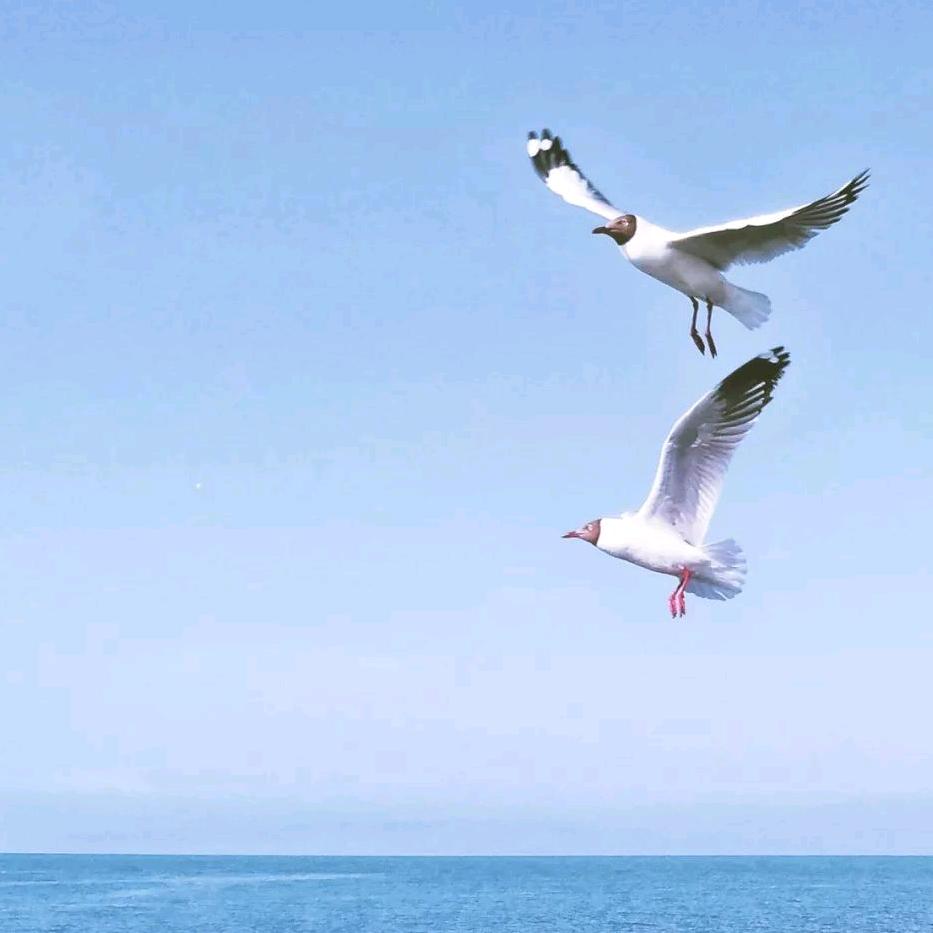 🔥自由飞翔☀