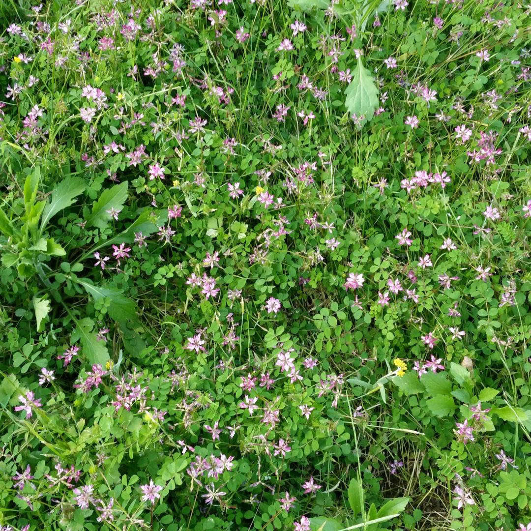 听风的声音，刘小柒