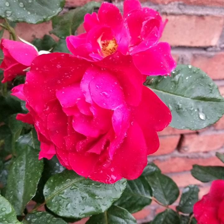 红苹果