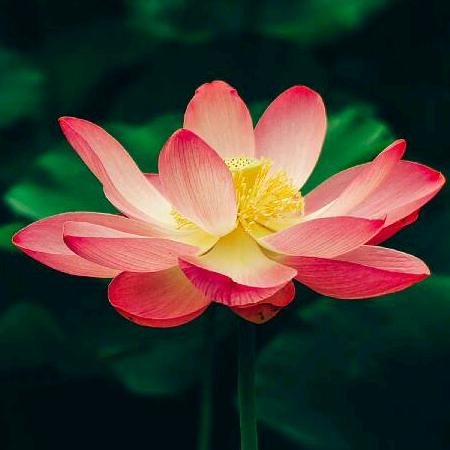 如是我闻