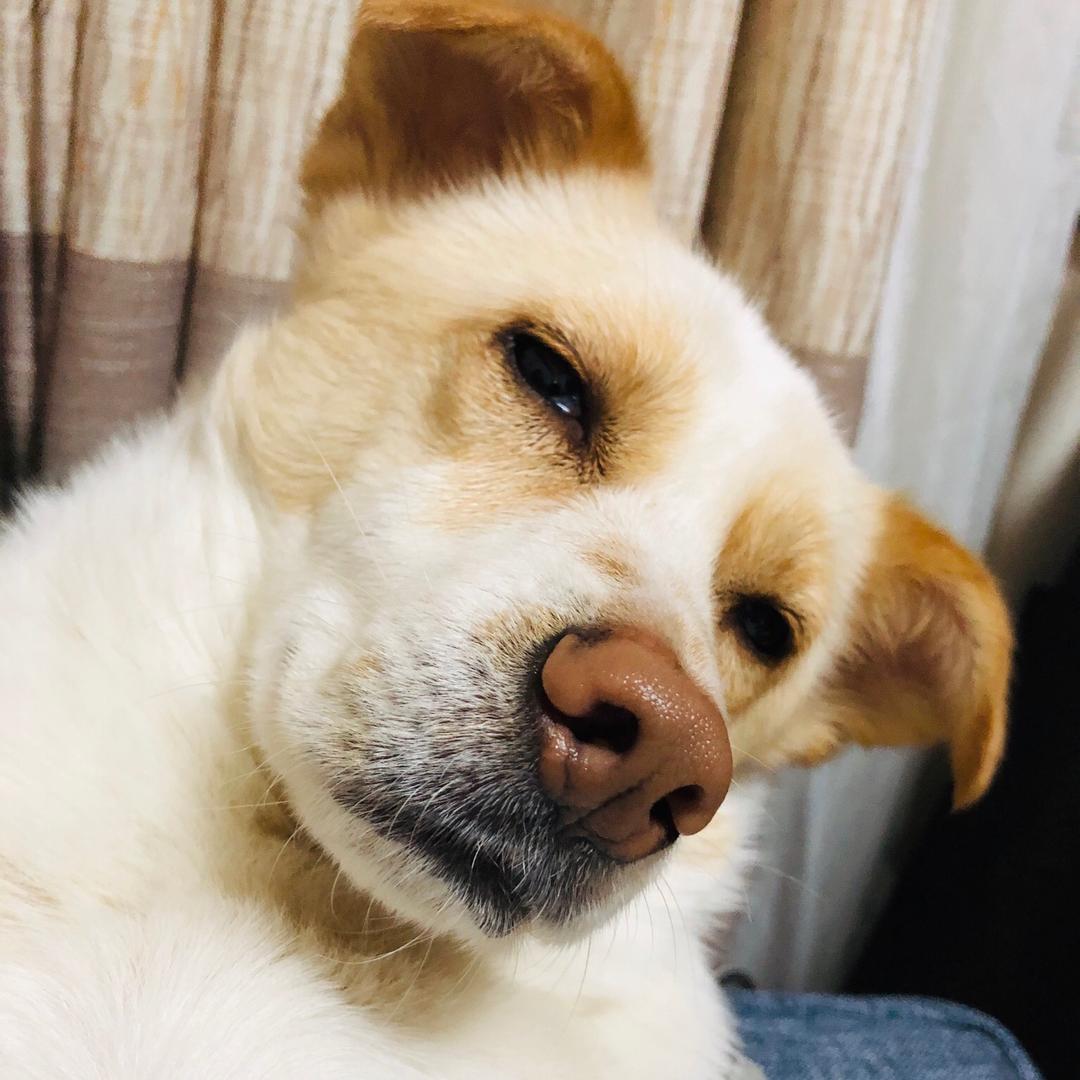 豺狗