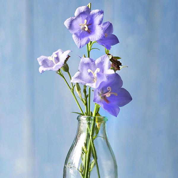 东平县小俞茶庄