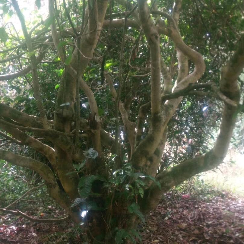 绿然茶业一一斋公茶