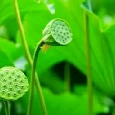 陕西人在新疆库尔勒