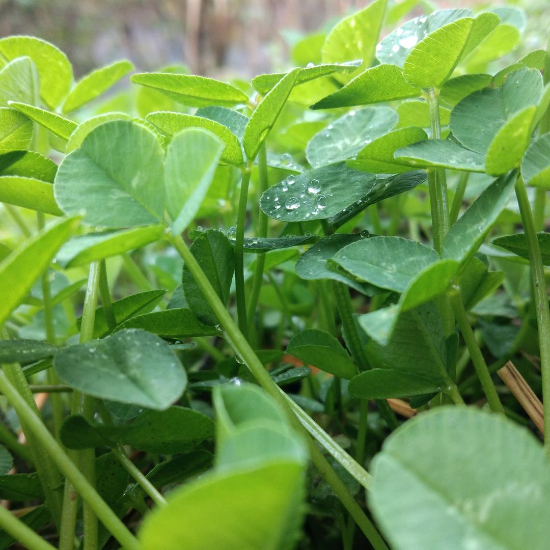 秦大姐