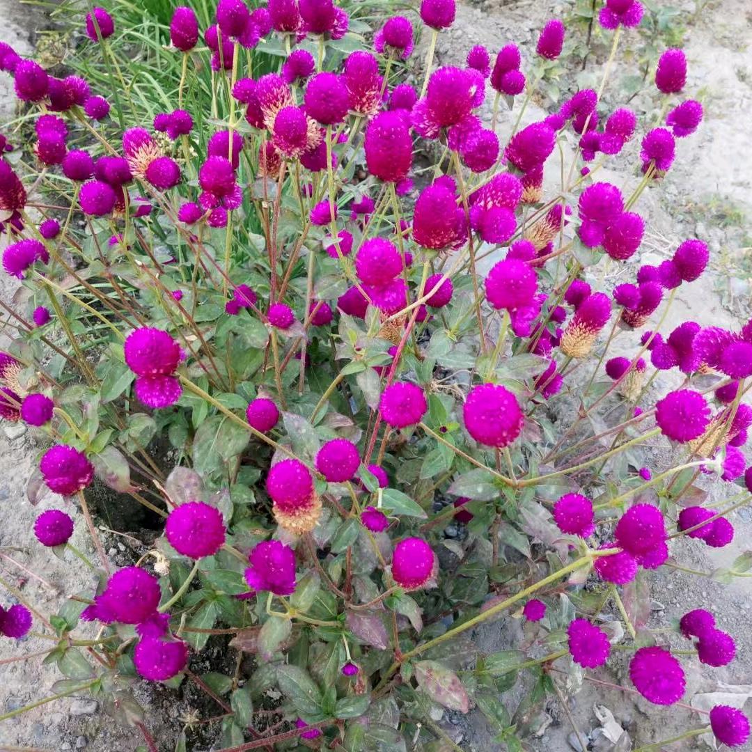 知足🌸常乐