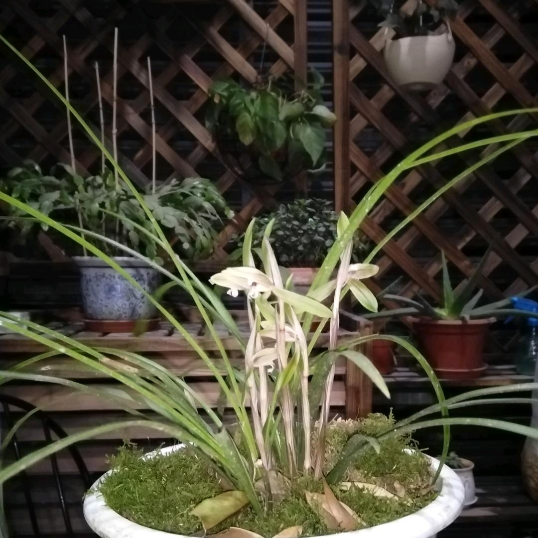 随心飘渺
