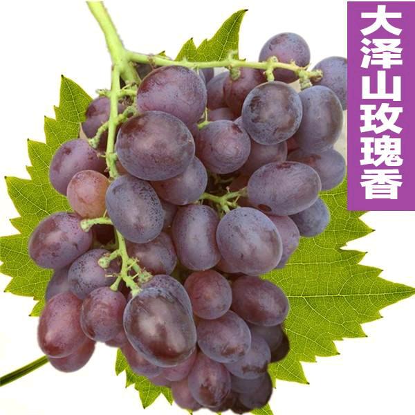 大泽山帝王葡萄农家小院。