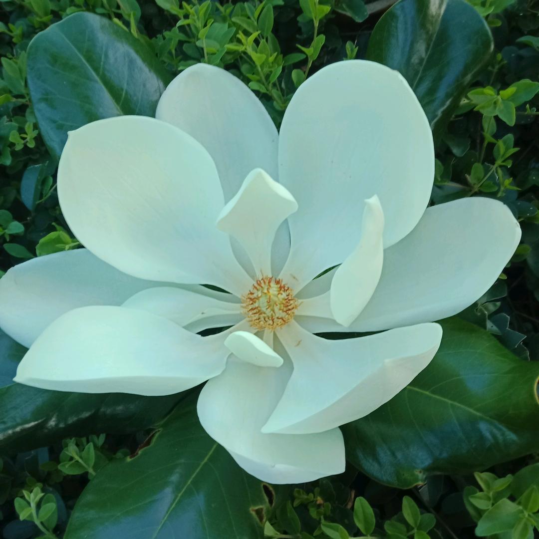 o((◕ฺ∀ ◕✿ฺ))o陈蒙厚爱