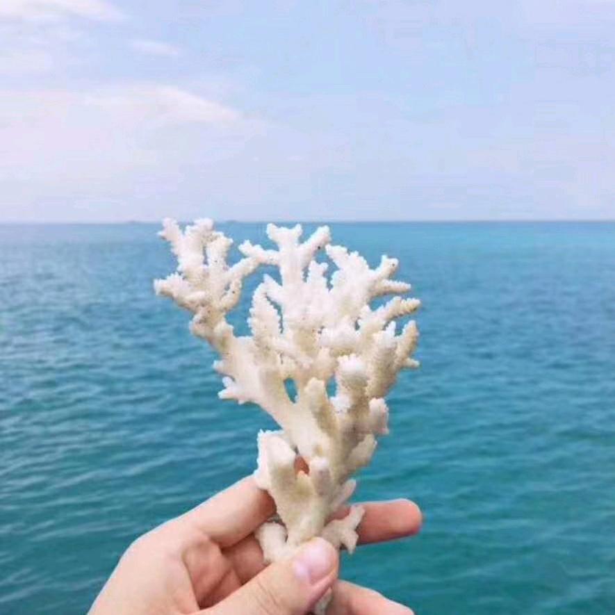 海