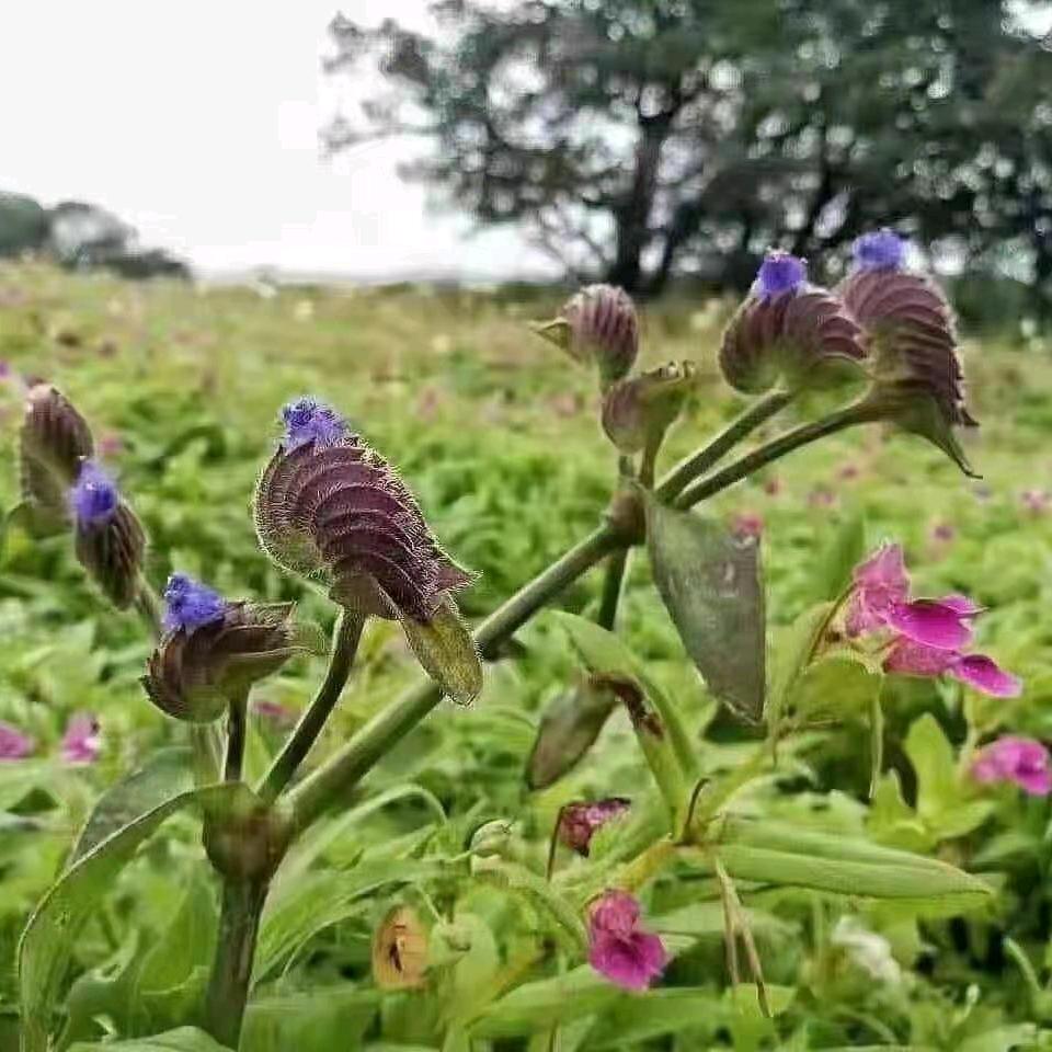 楚风