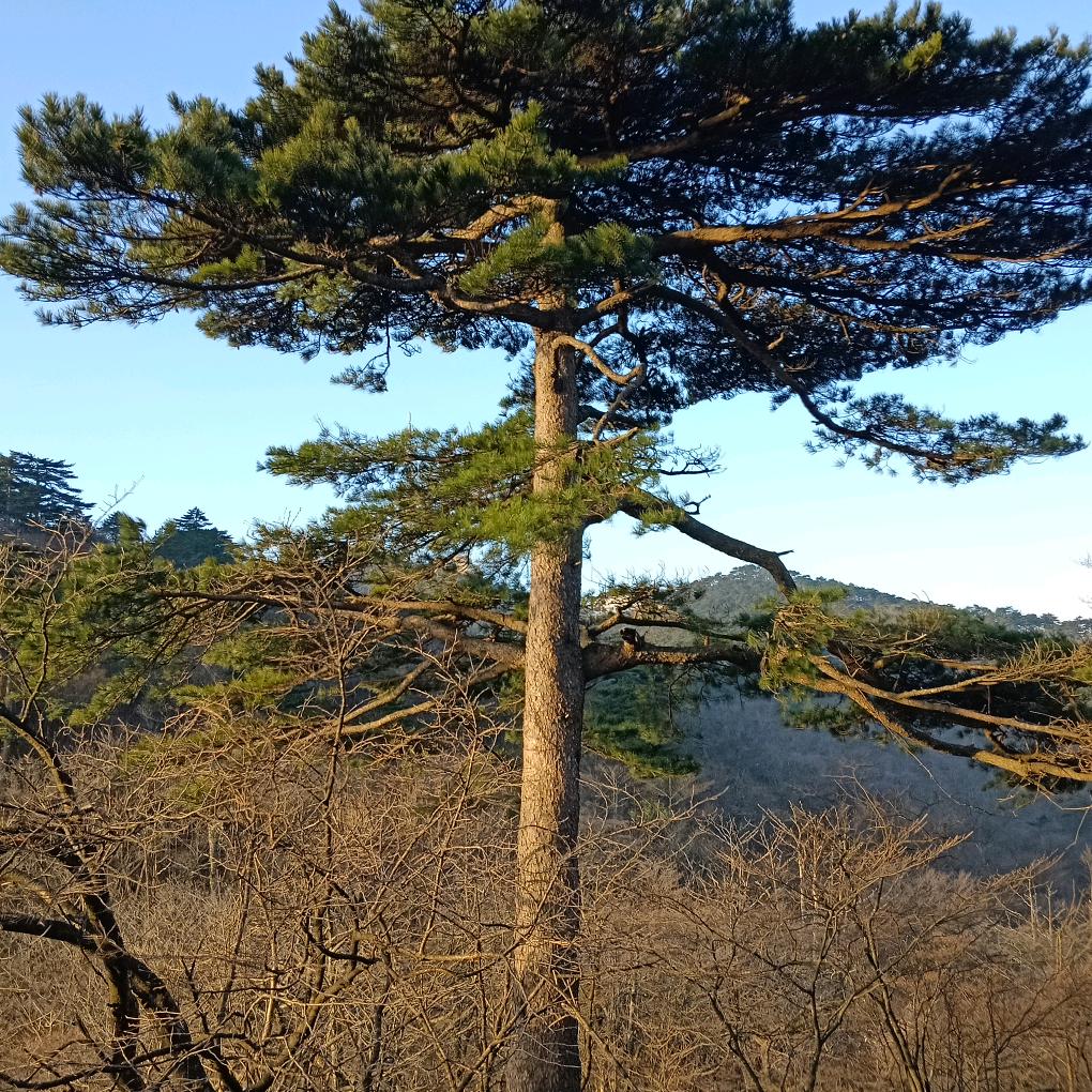 明天有你