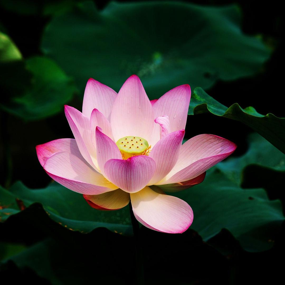 心随💕意动