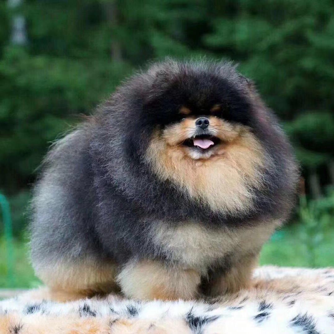 博美犬萌宠世家