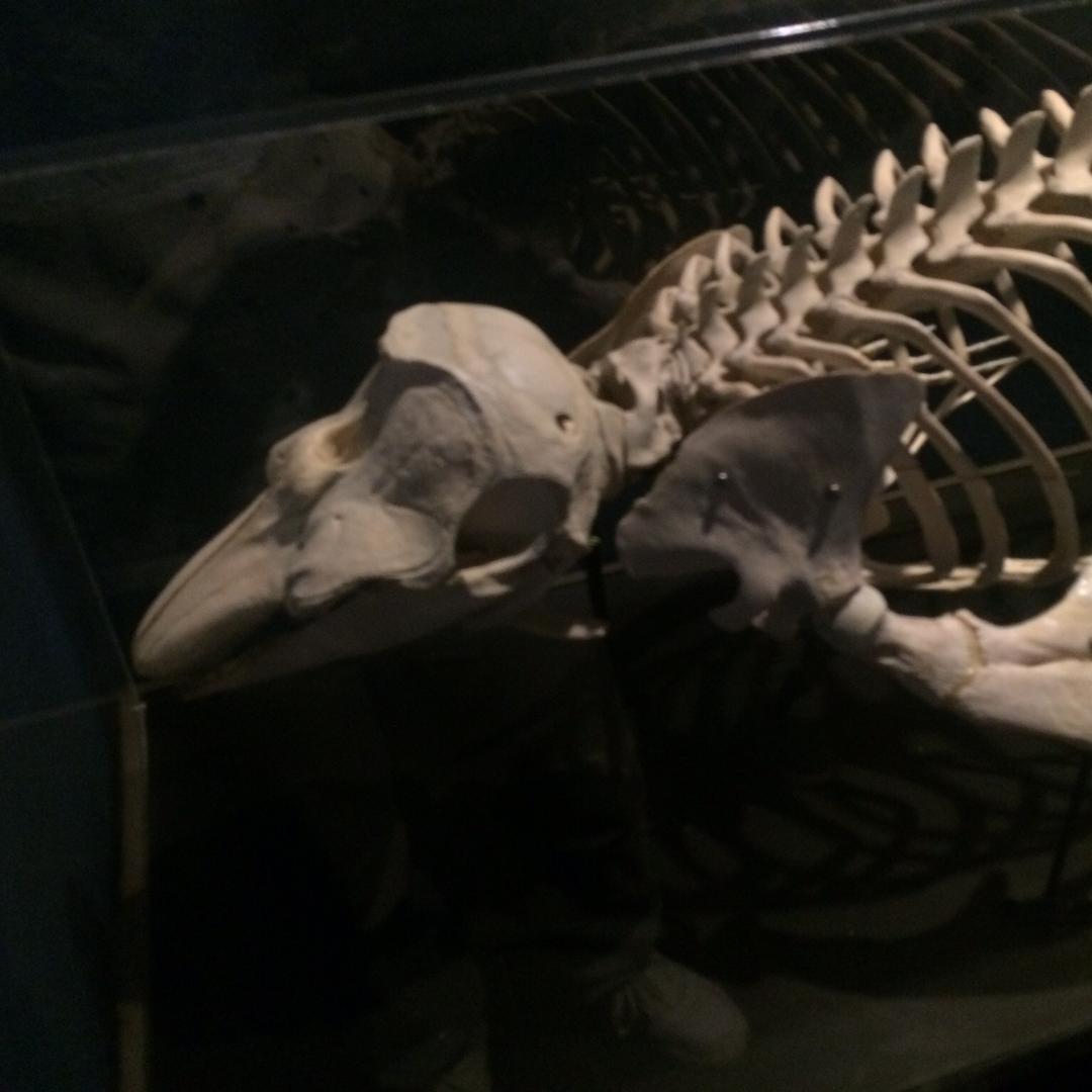 练手小车（国强汽贸）