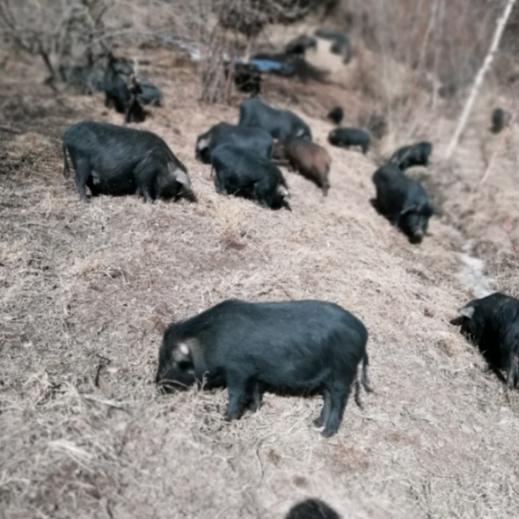 红泽原生态藏香猪养殖
