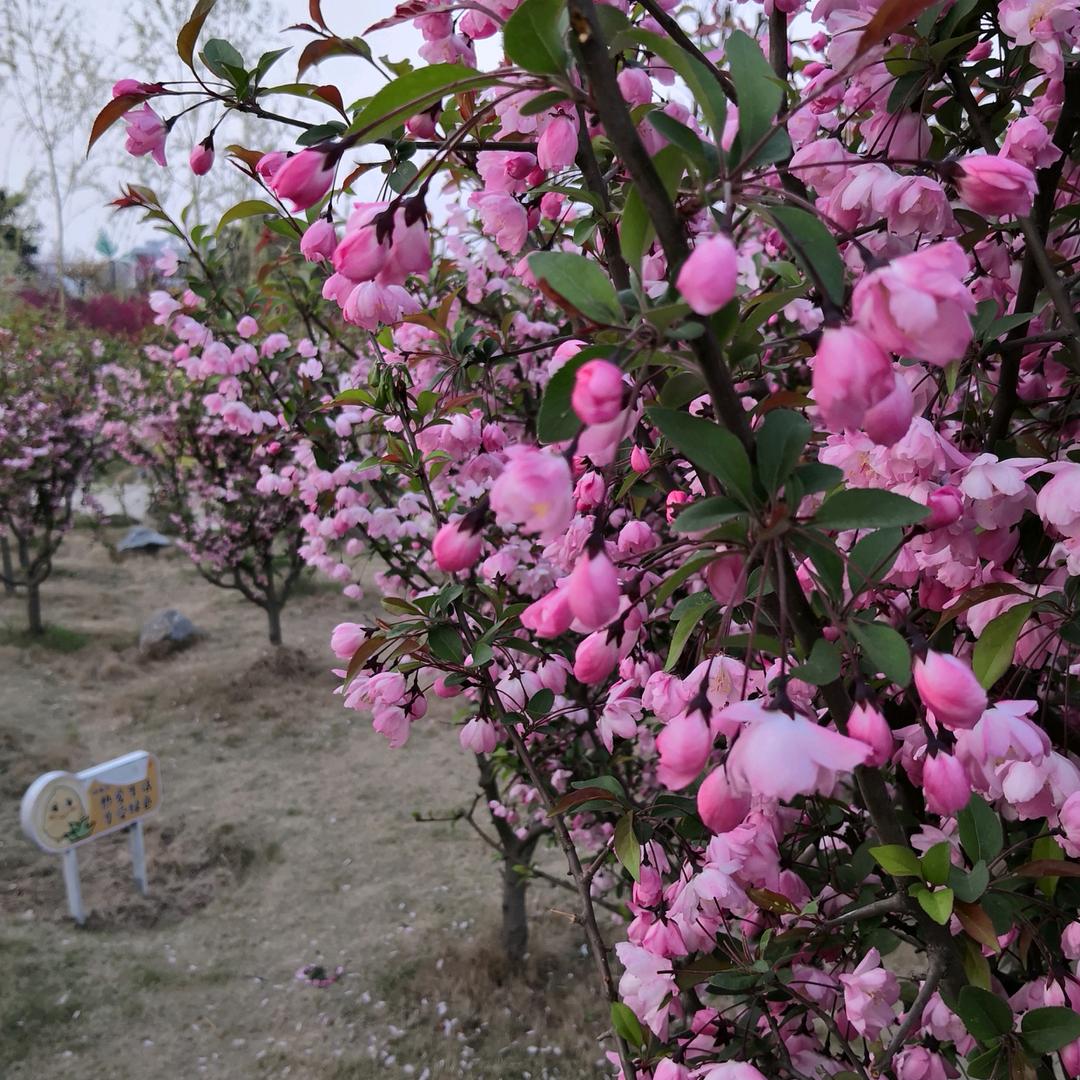 兰花豆