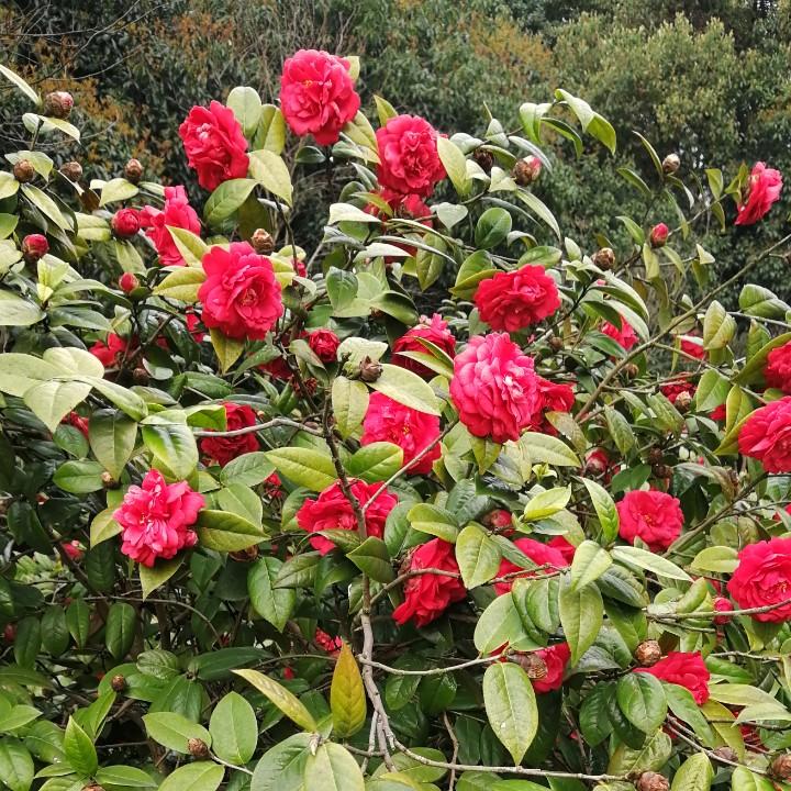 天上掉下个玲妹妹