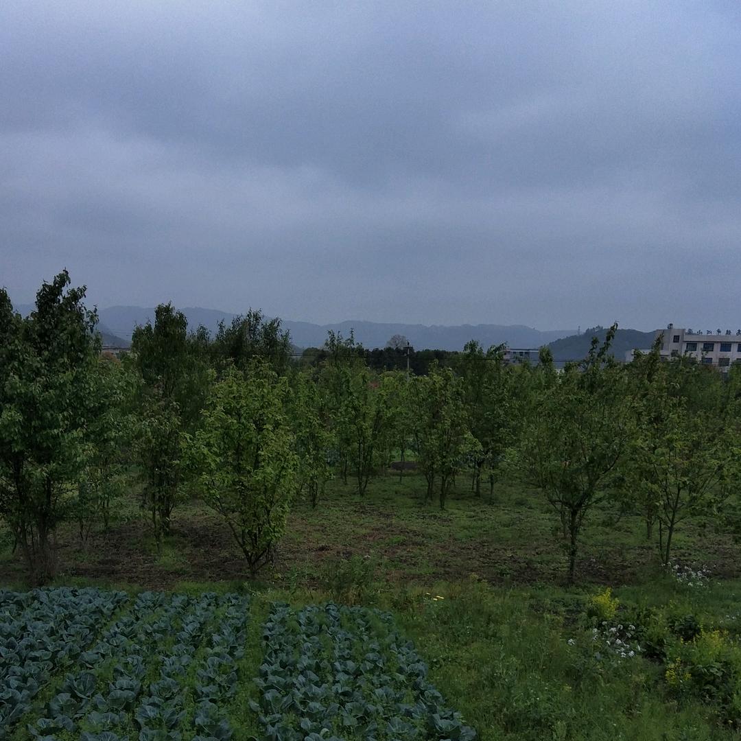 芳芳