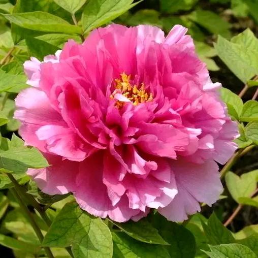 上文岭村农村小院