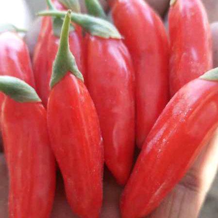 甘肃枸杞苗木小王