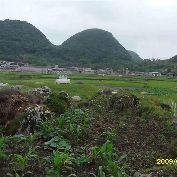 流氓兔