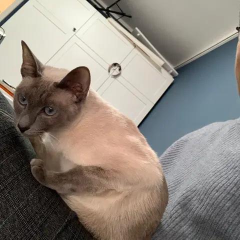 tiga
