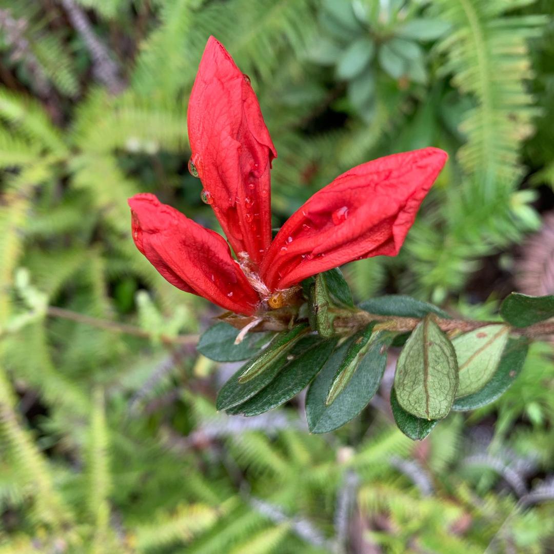 梅花三弄（谢绝关注）