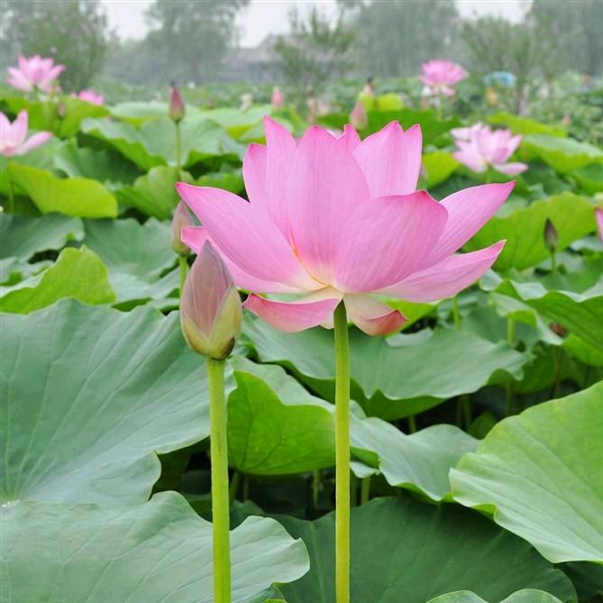 珊