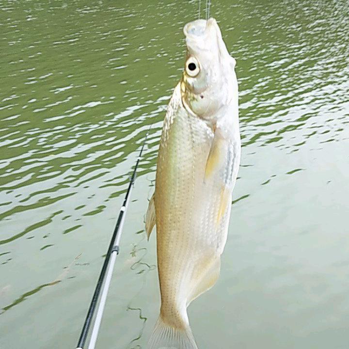 狂飙的蜗牛🐮——斗士