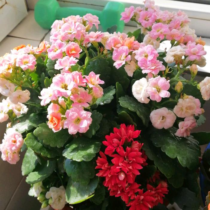 芳