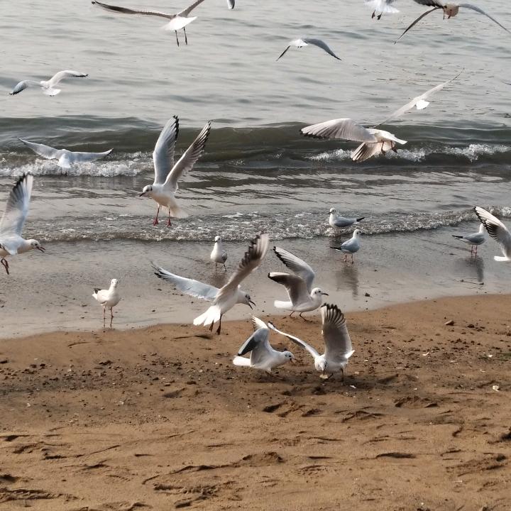 大海