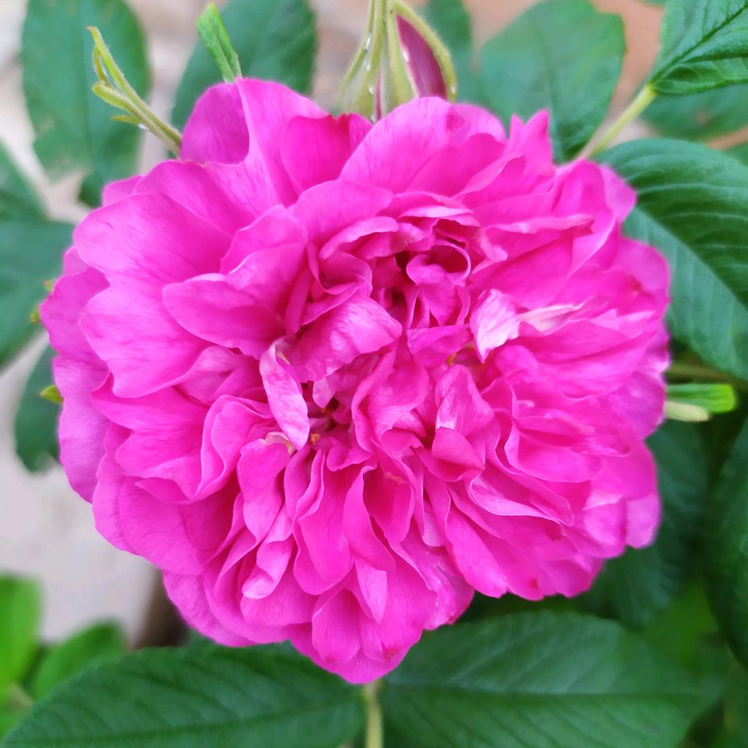 っ˘зʕ•̫͡•ʔ♡彭占唐心˘ 😘