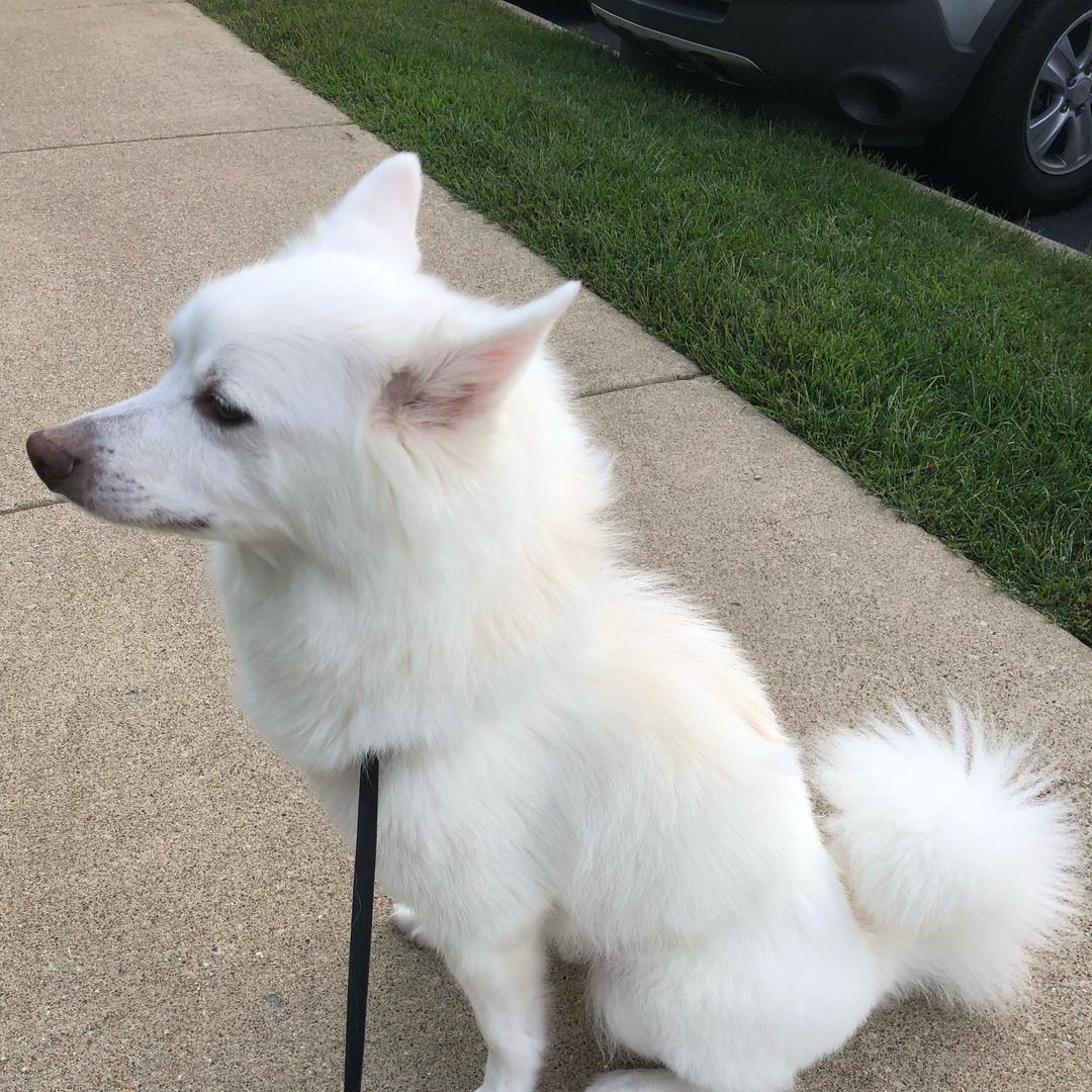 Timo