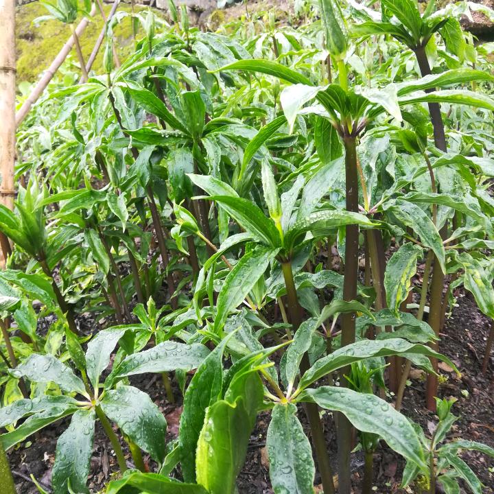 云川药材种植农场