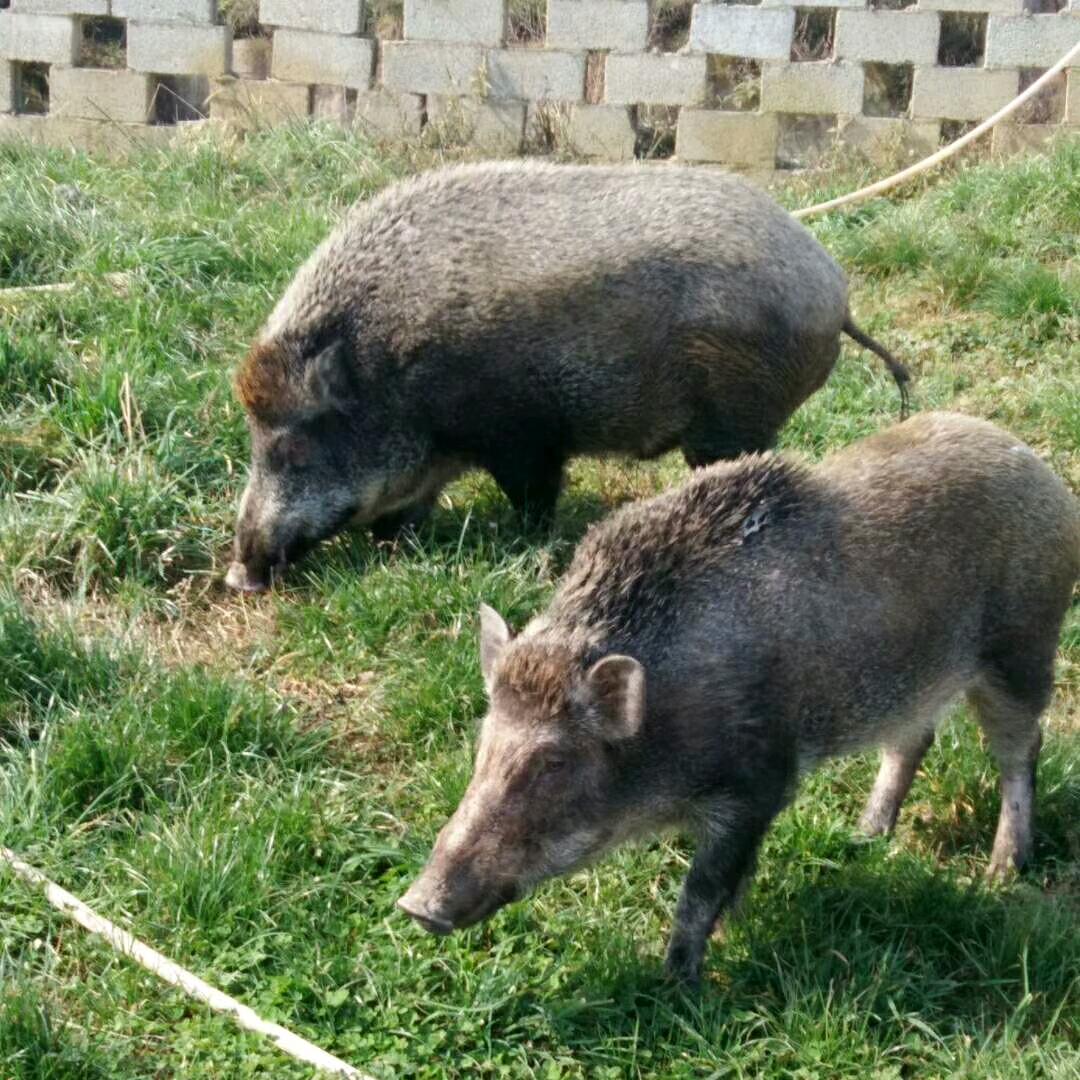 毕节野猪养殖小哥