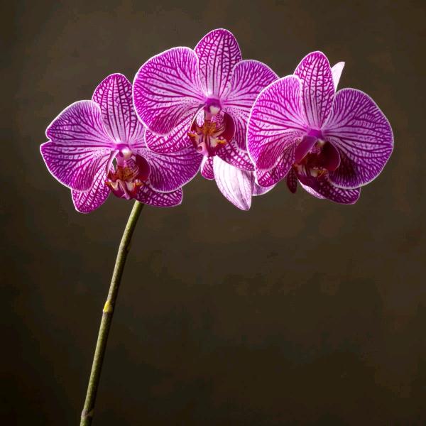 天天好心情＜圆＞人生一路平