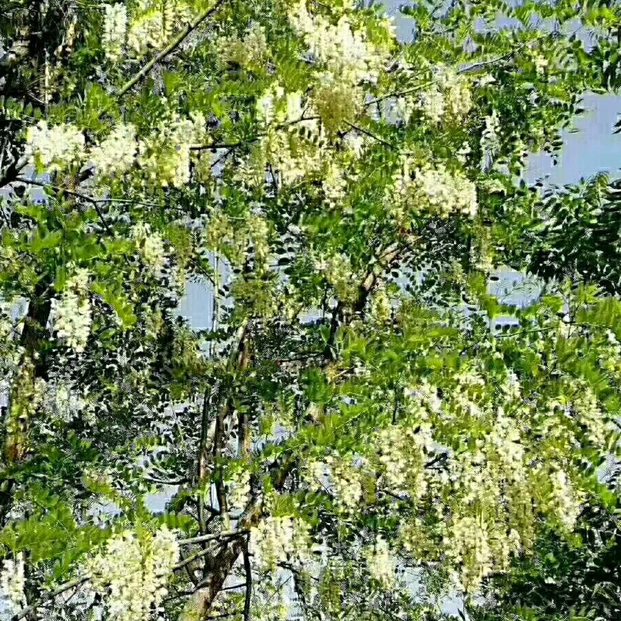平淡最真