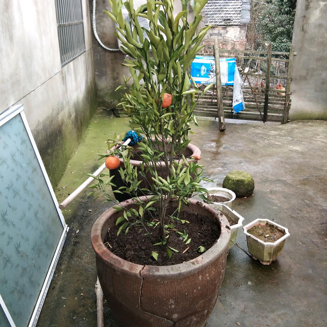 牡丹花