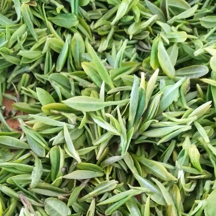 日照天一茶业